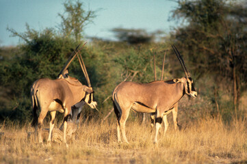 Oryx beïsa, Oryx beisa, Parc national de Samburu, Kenya