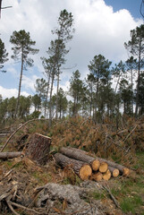 Fototapeta premium Pinus maritima, Pin maritime; Tempêtte, forêt, Site du Gat Mort, Natura 2000, Parc naturel régional des Landes de Gascogne, 33, Gironde, France