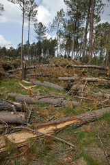 Pinus maritima, Pin maritime; Tempêtte, forêt, Site du Gat Mort, Natura 2000, Parc naturel régional des Landes de Gascogne, 33, Gironde, France