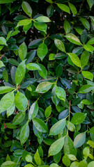 background image green leaf