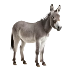 Poster Im Rahmen donkey looking isolated on white © Tidarat