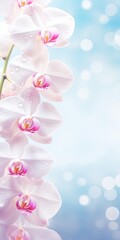 Whispers of Orchids - Luminous Bokeh Meets Delicate Petals - Nature's Canvas Backdrop Offering Empty Space for Your Text - Beautiful Orchids Bokeh Background created with Generative AI Technology