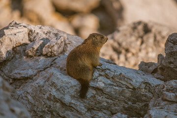 Marmot in the morning