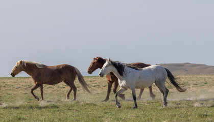 Fototapeta premium Wild Horses in the Utah Desert in Springtime