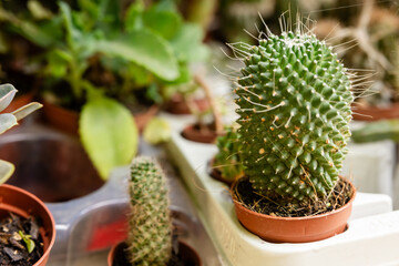 Succulent cactus cacti for sale in small pots at a plant store