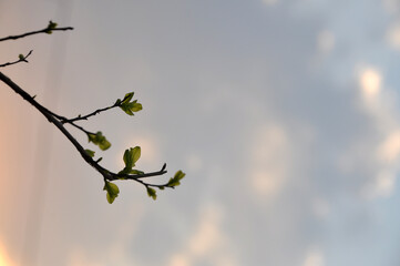 galhos de arvores em brotação, folhas novas 