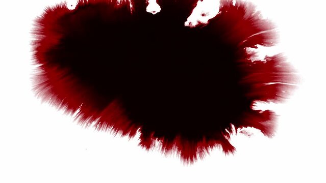 Splashes and crimson red spots of ink or blood spread on white background. Motion graphic