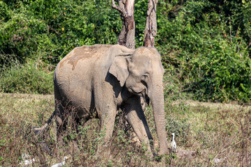 Herd of Asian elephant in grass land, Thailand safari, Kuiburi National Park, Thailand.