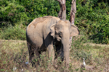 Herd of Asian elephant in grass land, Thailand safari, Kuiburi National Park, Thailand.