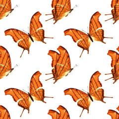 Seamless pattern with orange butterfly. Tropical insect.