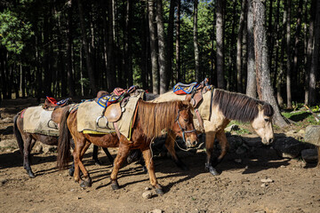 Herd of Asian horse ready for tourist to trek on mountain in Bhutan