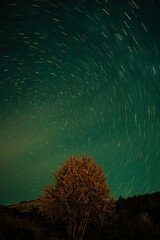 Fototapeta na wymiar Photo of a tree with the background of stars.