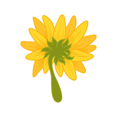 Sunflower Cartoon Illustration Isolated In White