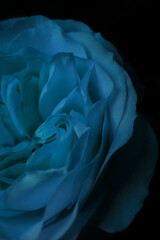 Photo of a light blue beautiful flower with black background.