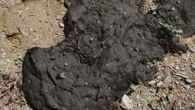 Flies swarm on a heap of cattle poop