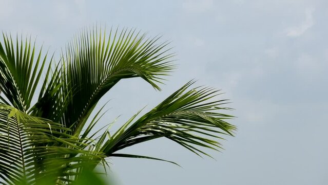 Closeup of swaying coconut tree leaves