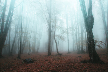 Une forêt brumeuse