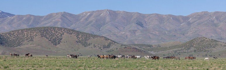 Fototapeta na wymiar Wild Horses in the Utah Desert in Springtime