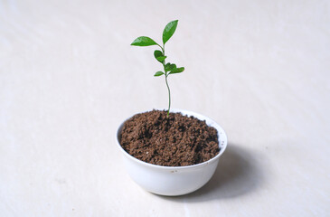 eco-awareness concept. Small plant in white pot on a white background
