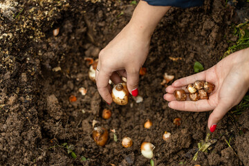 hand sadi in soil-soil flower bulbs. Hand holding a crocus bulb before planting in the ground - Powered by Adobe