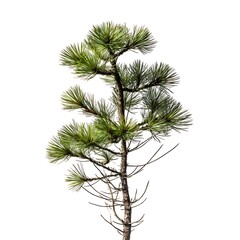 Pine's Serenity - Nature's Evergreen Elegance