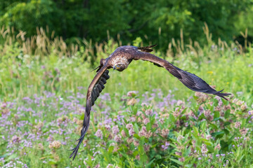 Golden Eagle