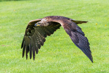 Golden Eagle flying in an open field