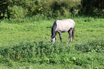 Naklejka na ściany i meble Horse grazing in a meadow in the countryside on a sunny summer day
