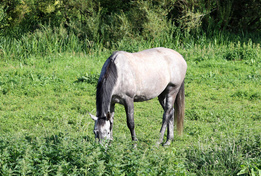 Horse grazing in a meadow in the countryside on a sunny summer day © Maya