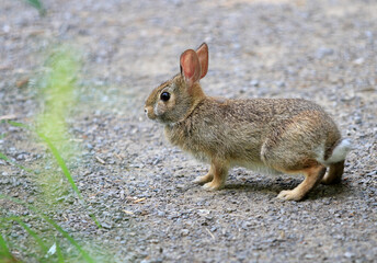 Cotton-tail Rabbit on path early morning mid summer
