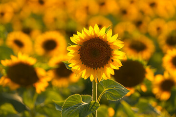 Sunset over a field of sunflower plants. Wide angle photo with a spectacular sunset landscape over an agriculture field with sunflowers. Farming and agriculture industry.
