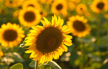 Fototapeta premium Sunset over a field of sunflower plants. Wide angle photo with a spectacular sunset landscape over an agriculture field with sunflowers. Farming and agriculture industry.