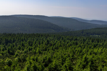 View at the trees near Velka Destna in Destne in Orlicke Mountains