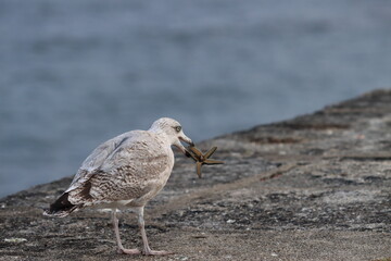 black backed gull with a starfish in its beak