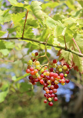 Fototapeta premium Ripe grapes in the vineyard on a sunny summer day.