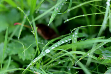 Green grass with dew drops close-up. Nature background.