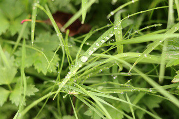 Green grass with dew drops close-up. Nature background.