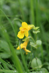 yellow flower with raindrops on the green grass in the meadow