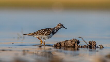 Ruddy Turnstone (Arenaria interpres) Aysa, Australia, spreads in Europe, America and Africa, but is...