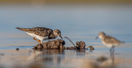 Ruddy Turnstone (Arenaria interpres) Aysa, Australia, spreads in Europe, America and Africa, but is rare. It is seen in Diyarbakir Tigris Valley during migration periods.