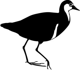 Bronze-winged Jacana icon 3