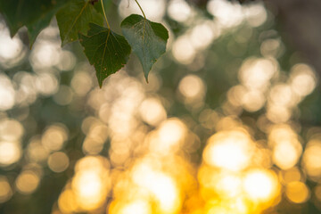 Close-up of some leaves in the forest at sunset