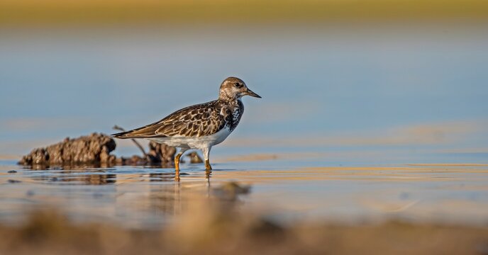 Ruddy Turnstone (Arenaria interpres) Aysa, Australia, spreads in Europe, America and Africa, but is rare. It is seen in Diyarbakir Tigris Valley during migration periods.