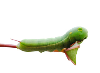 caterpillar on white background