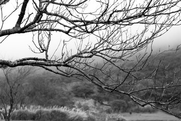 Taiwan, Taipei, Yangmingshan, Erziping, forest trail, forest