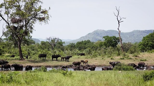 African buffalo herd in waterhole scenery in Kruger National park, South Africa ; Specie Syncerus caffer family of Bovidae