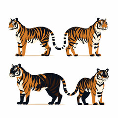 Fototapeta na wymiar set of tiger