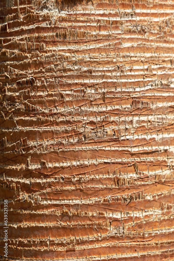 Sticker the bark on a palm tree as an abstract background. texture