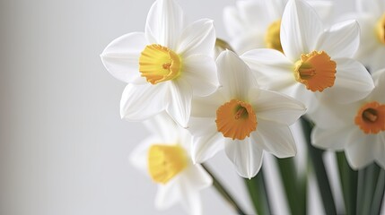 White daffodils in a vase on a white background