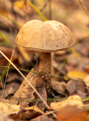 Mushrooms boletus grow in the autumn forest. Close-up
